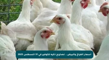 أسعار الفراخ والبيض.. نصائح ذكية للتوفير في 31 أغسطس 2025